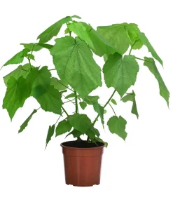 Dehner Grünpflanzen > Zimmerlinde - Sparmannia africana
