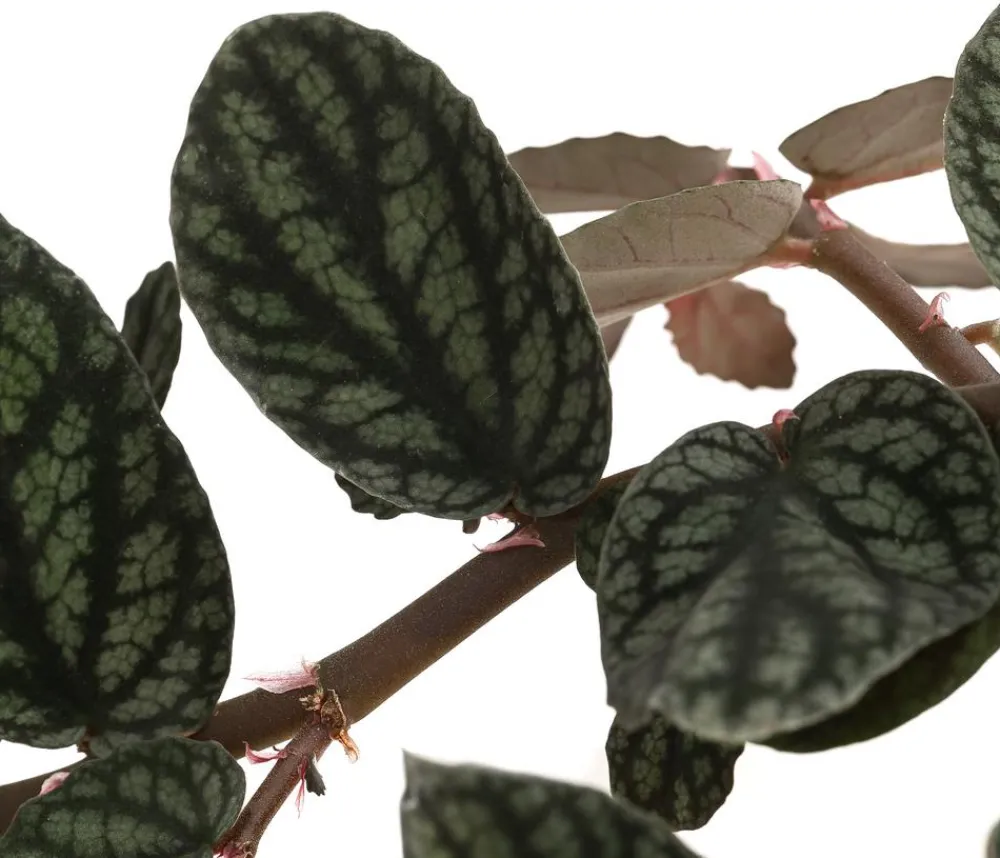 Dehner Grünpflanzen - Zimmernessel - Pellionia repens Grün