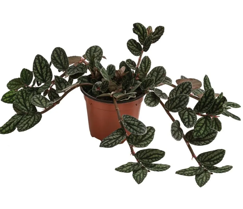 Dehner Grünpflanzen - Zimmernessel - Pellionia repens Grün