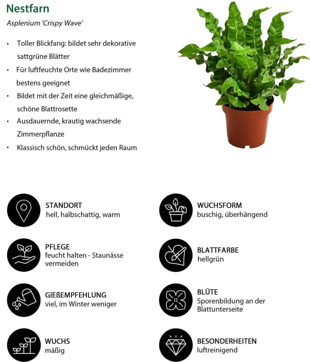 Dehner Zimmerpflanzen-Sets|Grünpflanzen > Zimmerpflanzen-Set Badezimmer, 3-teilig