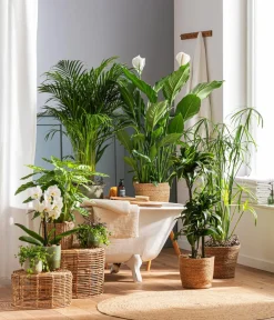 Dehner Zimmerpflanzen-Sets|Grünpflanzen > Zimmerpflanzen-Set Badezimmer, 3-teilig