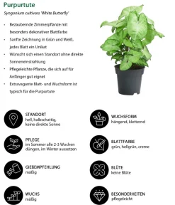 Dehner Zimmerpflanzen-Sets|Grünpflanzen > Zimmerpflanzen-Set Blattschmuck, 4-teilig