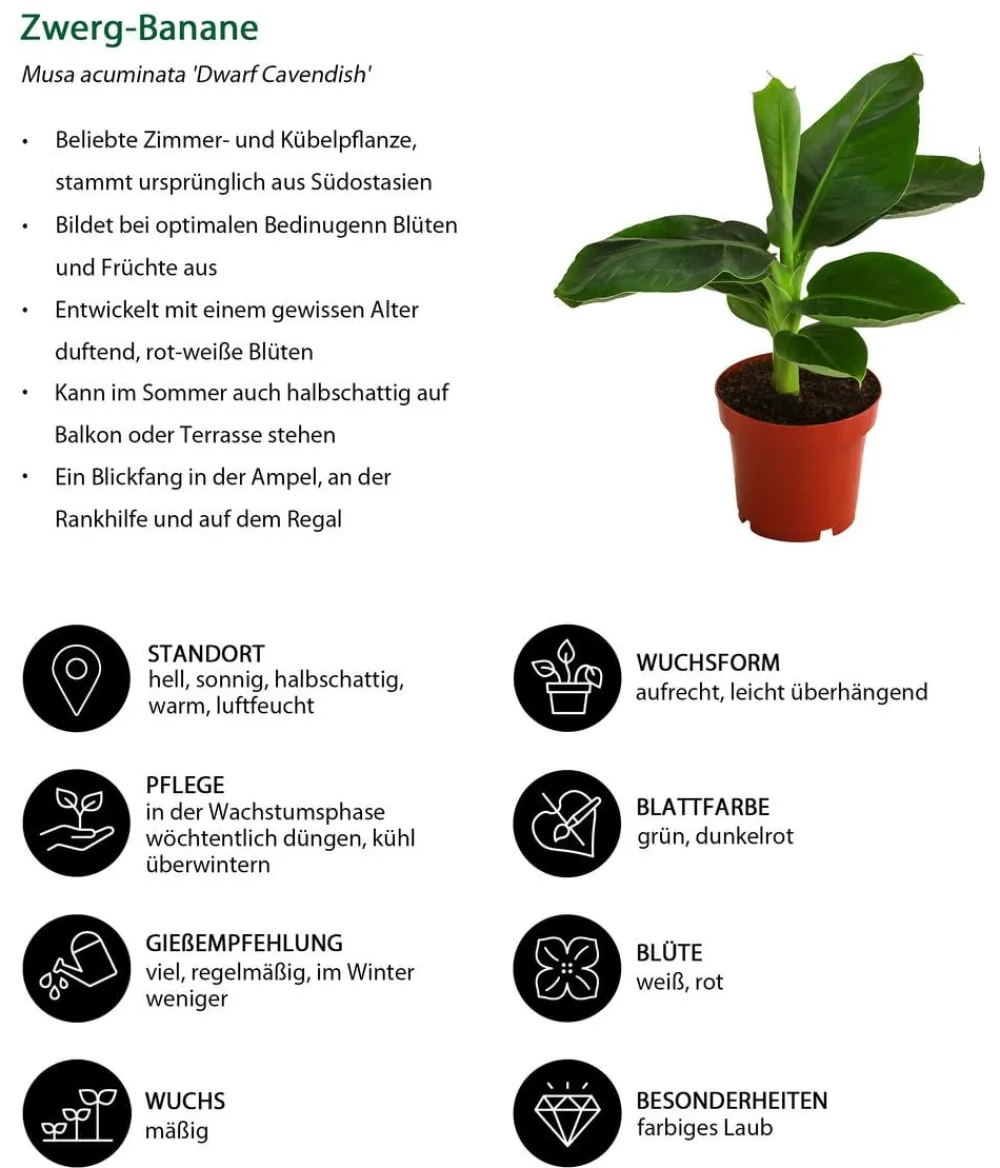 Dehner Zimmerpflanzen-Set Botanical Charm, 4-teilig Best