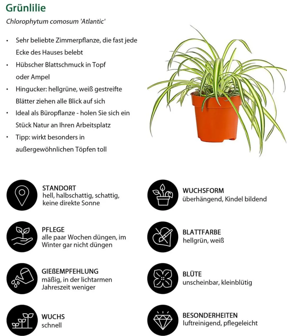 Dehner Zimmerpflanzen-Set Botanical Charm, 4-teilig Best