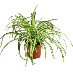 Dehner Zimmerpflanzen-Set Botanical Charm, 4-teilig Best