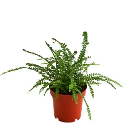 Dehner Zimmerpflanzen-Set Botanical Charm, 4-teilig Best