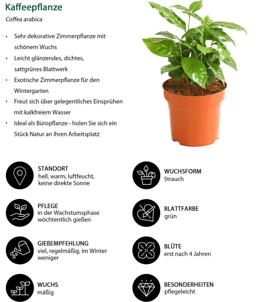 Dehner Zimmerpflanzen-Set Botanical Charm, 4-teilig Best