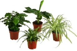 Dehner Zimmerpflanzen-Set Botanical Charm, 4-teilig Best