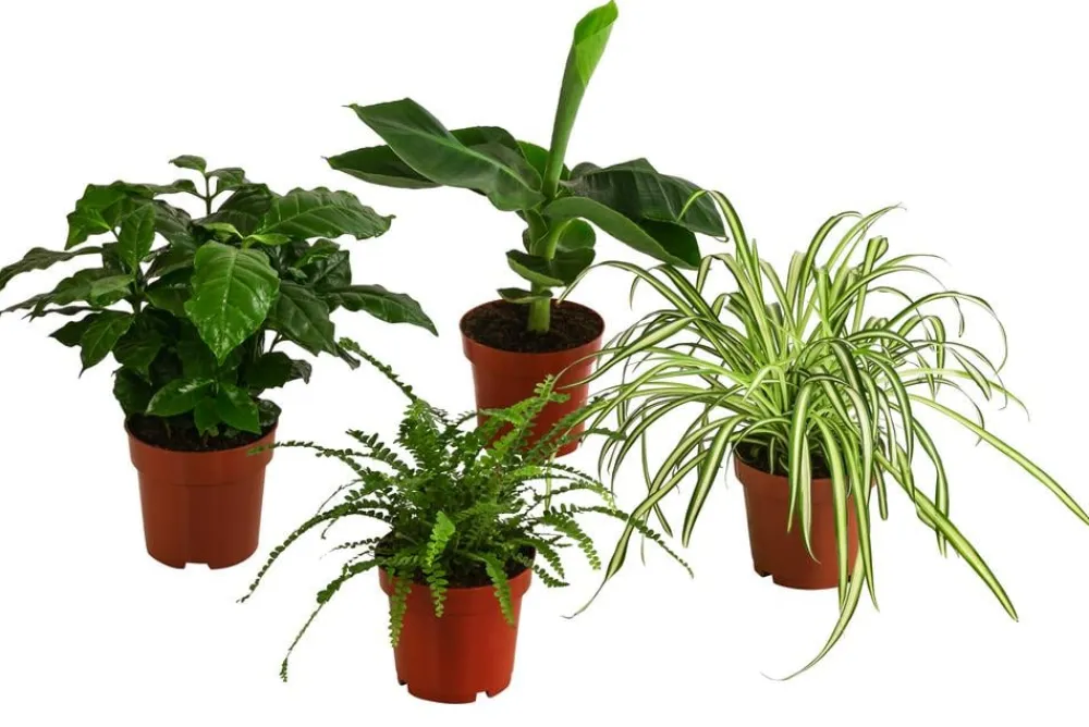 Dehner Zimmerpflanzen-Set Botanical Charm, 4-teilig Best