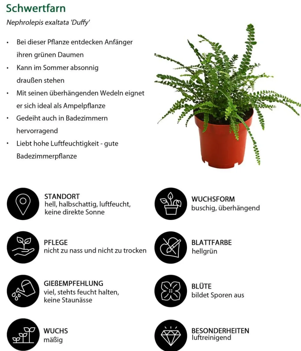 Dehner Zimmerpflanzen-Set Botanical Charm, 4-teilig Best