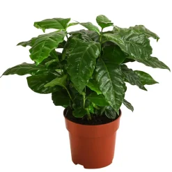 Dehner Zimmerpflanzen-Set Botanical Charm, 4-teilig Best