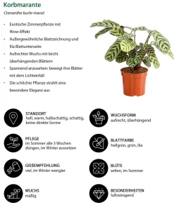 Dehner Zimmerpflanzen-Sets|Grünpflanzen - Zimmerpflanzen-Set Call Of Beauty, 3-teilig