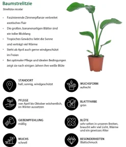 Dehner Zimmerpflanzen-Sets|Grünpflanzen > Zimmerpflanzen-Set Classic, 4-teilig