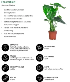Dehner Zimmerpflanzen-Sets|Grünpflanzen > Zimmerpflanzen-Set Classic, 4-teilig