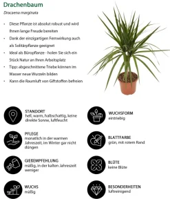 Dehner Zimmerpflanzen-Sets|Grünpflanzen - Zimmerpflanzen-Set Drachenhöhle, 4-teilig