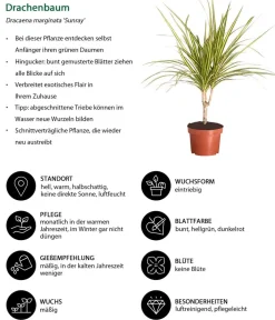 Dehner Zimmerpflanzen-Sets|Grünpflanzen - Zimmerpflanzen-Set Drachenhöhle, 4-teilig