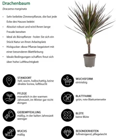 Dehner Zimmerpflanzen-Sets|Grünpflanzen - Zimmerpflanzen-Set Drachenhöhle, 4-teilig