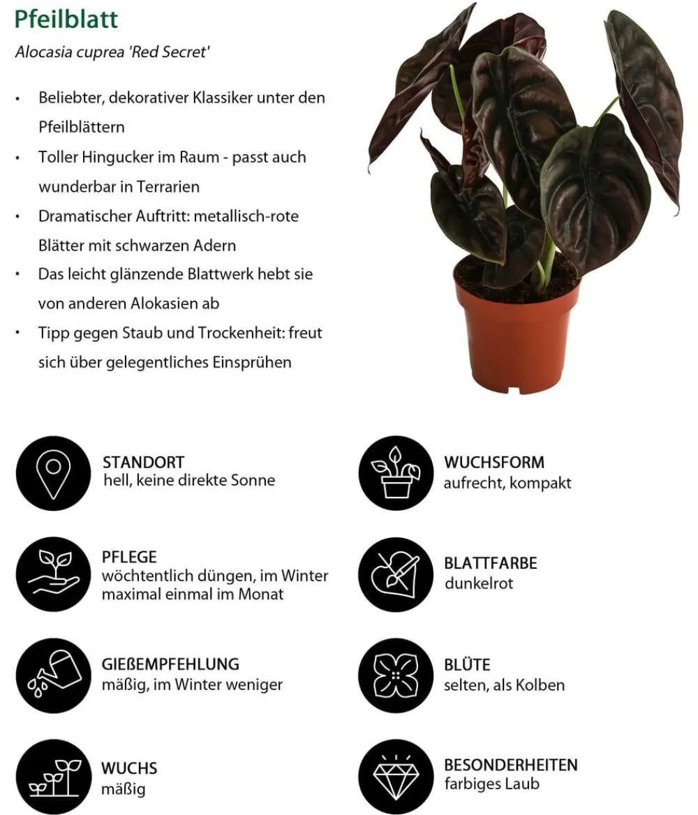 Dehner Zimmerpflanzen-Sets|Grünpflanzen > Zimmerpflanzen-Set Dream Team, 4-teilig