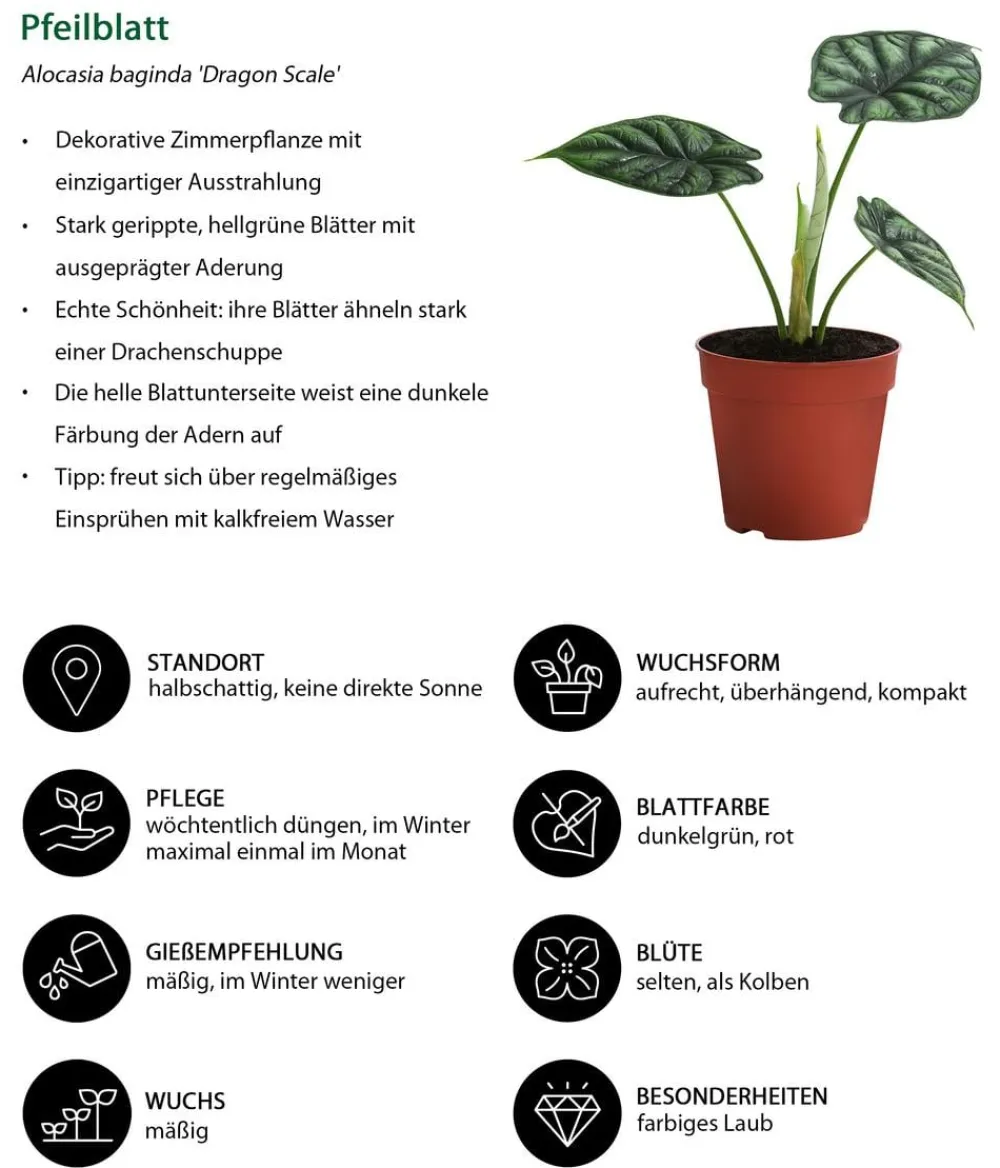 Dehner Zimmerpflanzen-Sets|Grünpflanzen > Zimmerpflanzen-Set Dream Team, 4-teilig