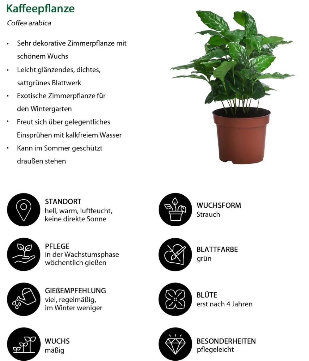 Dehner Zimmerpflanzen-Sets|Grünpflanzen - Zimmerpflanzen-Set Drei Höhen, 3-teilig Grün