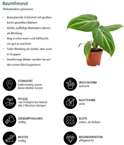Dehner Zimmerpflanzen-Set Dschungelträume, 3-teilig Clearance