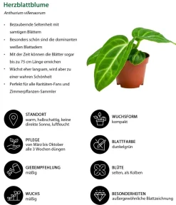 Dehner Zimmerpflanzen-Set Dschungelträume, 3-teilig Clearance