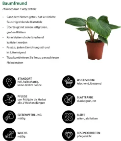 Dehner Zimmerpflanzen-Set Dschungel Feeling, 6-teilig