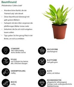 Dehner Zimmerpflanzen-Set Dschungel Feeling, 6-teilig