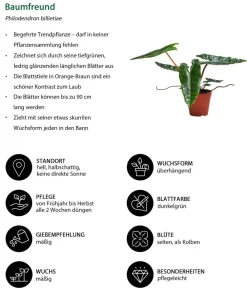 Dehner Zimmerpflanzen-Set Dschungel Feeling, 6-teilig