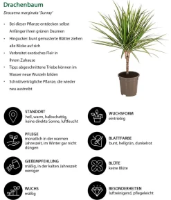 Dehner Zimmerpflanzen-Set Durchatmen, 4-teilig