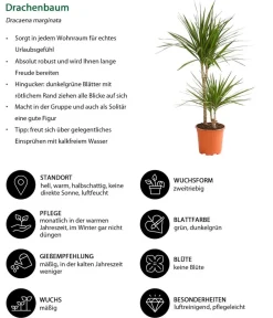 Dehner Zimmerpflanzen-Set Durchatmen, 4-teilig