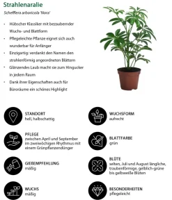 Dehner Zimmerpflanzen-Sets|Grünpflanzen - Zimmerpflanzen-Set Exotik, 3-teilig Grün