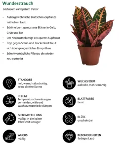 Dehner Zimmerpflanzen-Sets|Grünpflanzen - Zimmerpflanzen-Set Exotik, 3-teilig Grün