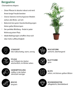 Dehner Zimmerpflanzen-Sets|Grünpflanzen - Zimmerpflanzen-Set Exotik, 3-teilig Grün
