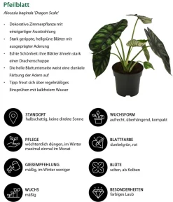 Dehner Zimmerpflanzen-Sets|Grünpflanzen > Zimmerpflanzen-Set Glamour, 3-teilig