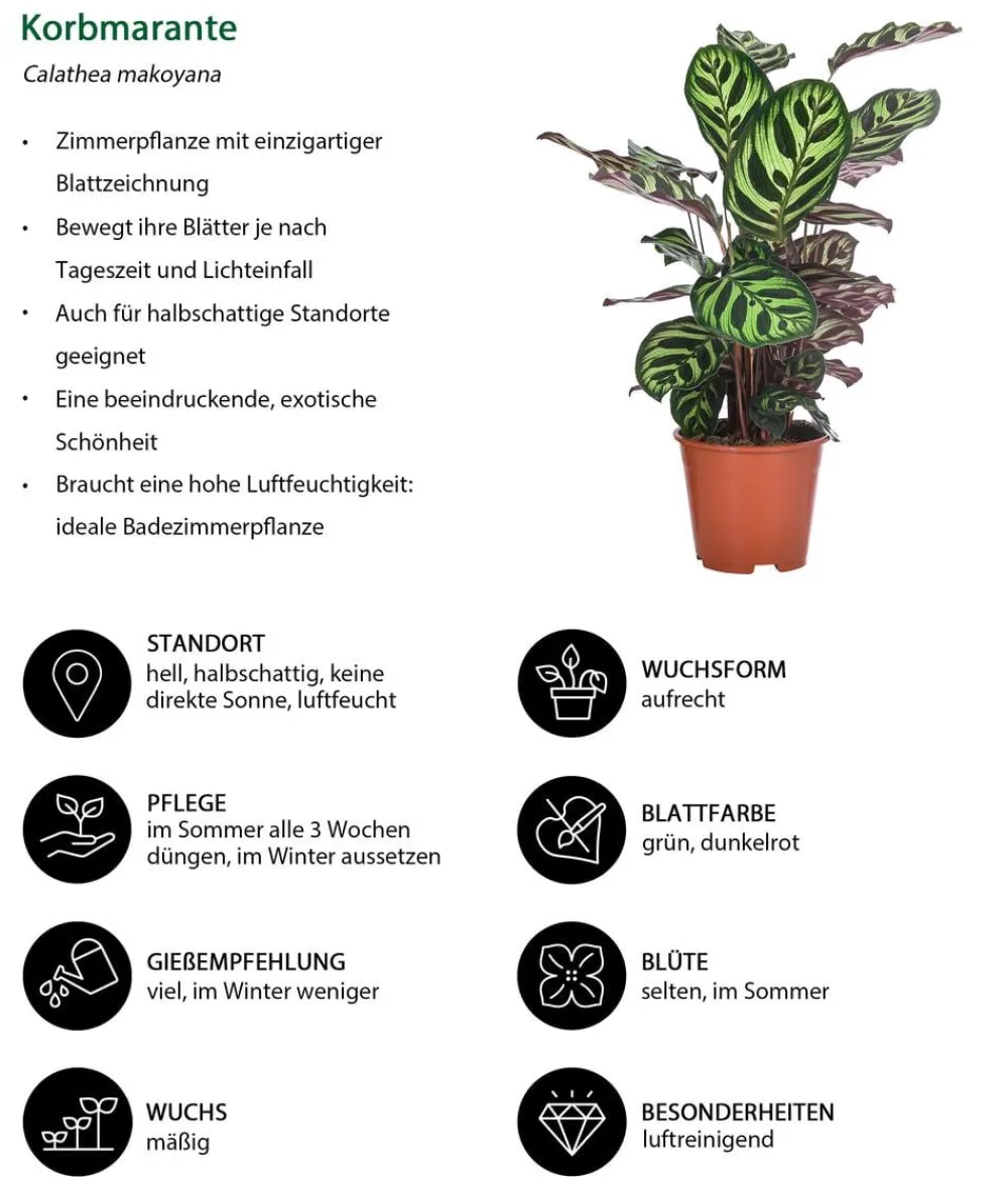 Dehner Zimmerpflanzen-Sets|Grünpflanzen > Zimmerpflanzen-Set e Blätter, 4-teilig