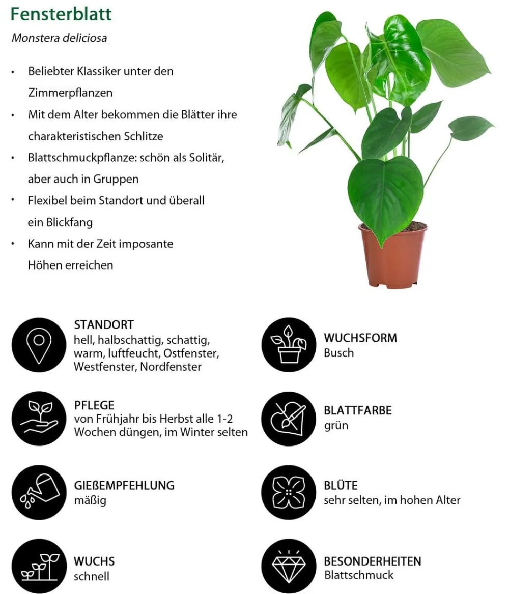 Dehner Zimmerpflanzen-Sets|Grünpflanzen > Zimmerpflanzen-Set e Blätter, 4-teilig