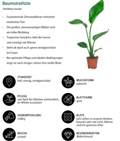 Dehner Zimmerpflanzen-Sets|Grünpflanzen > Zimmerpflanzen-Set e Blätter, 4-teilig