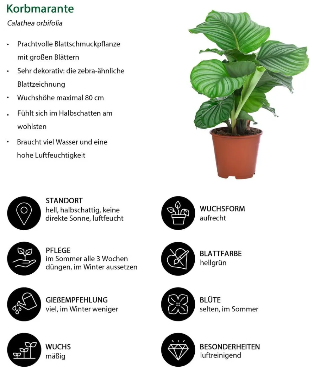 Dehner Zimmerpflanzen-Sets|Grünpflanzen > Zimmerpflanzen-Set e Blätter, 4-teilig