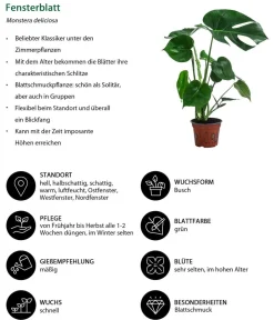 Dehner Zimmerpflanzen-Set e Klassiker, 3-teilig Grün Clearance