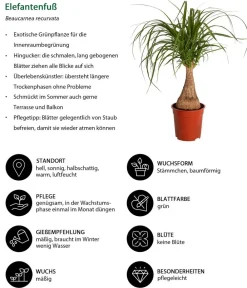 Dehner Zimmerpflanzen-Sets|Grünpflanzen > Zimmerpflanzen-Set er leben, 4-teilig