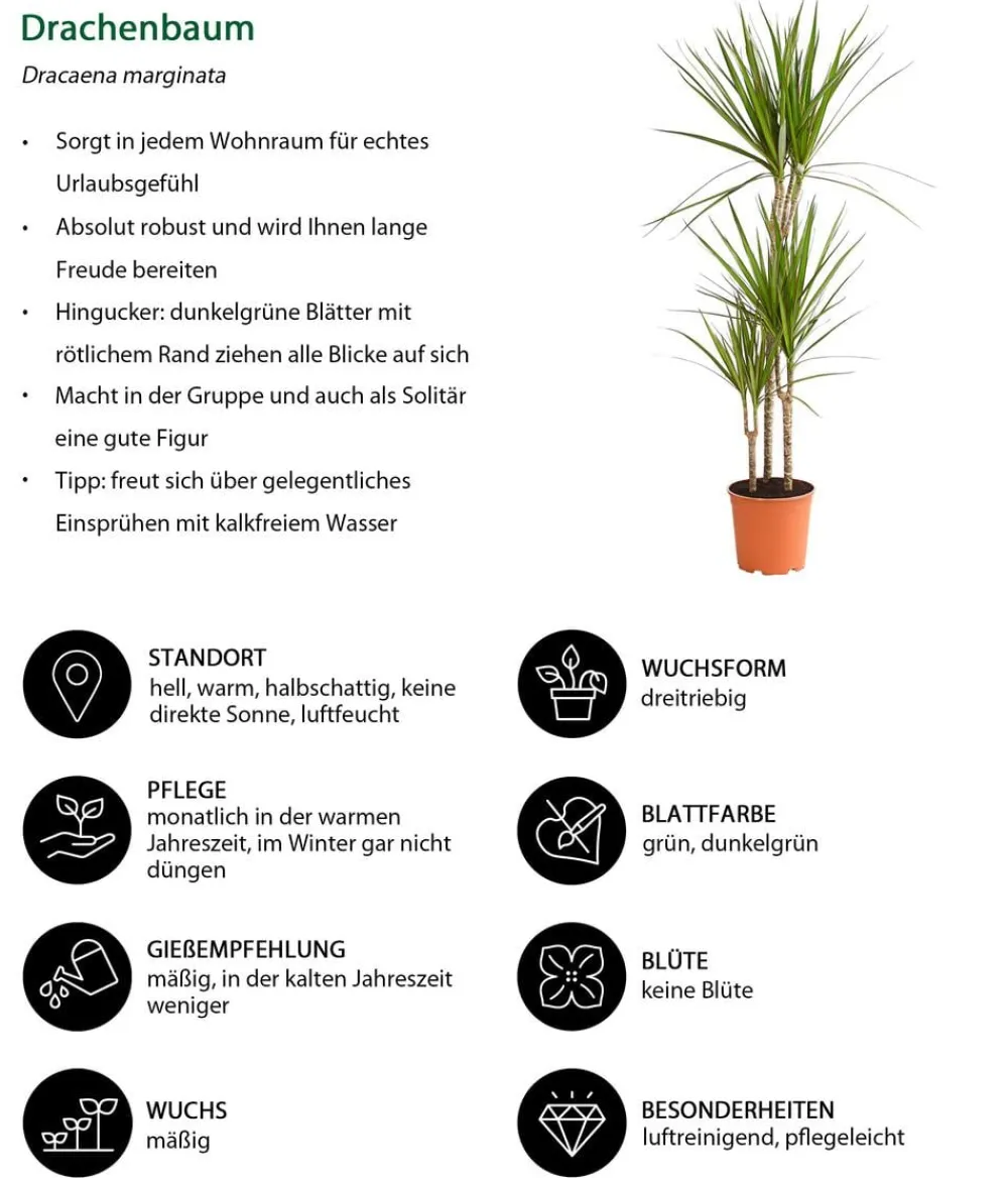 Dehner Zimmerpflanzen-Sets|Grünpflanzen > Zimmerpflanzen-Set er leben, 4-teilig