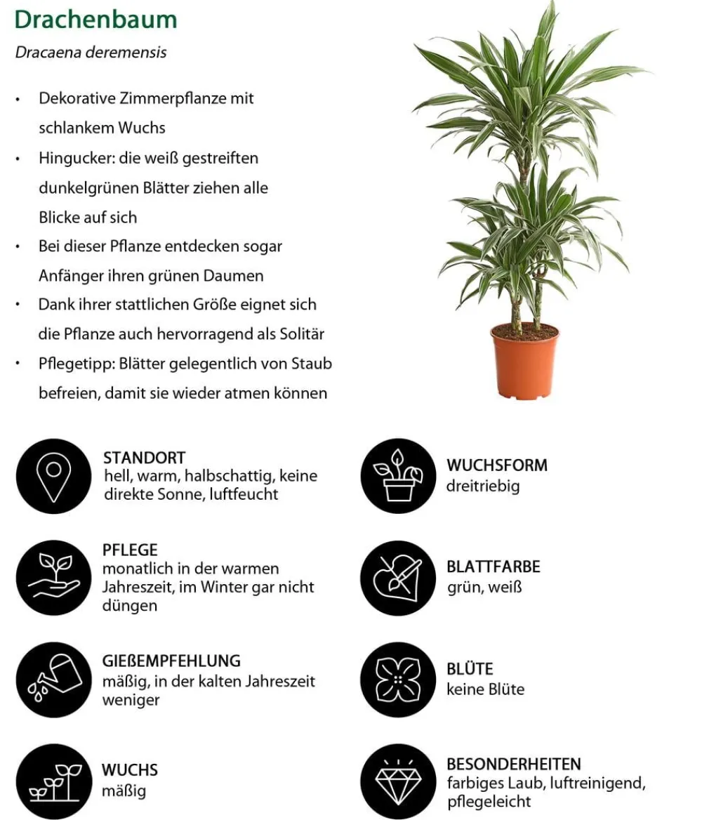 Dehner Zimmerpflanzen-Sets|Grünpflanzen > Zimmerpflanzen-Set er leben, 4-teilig