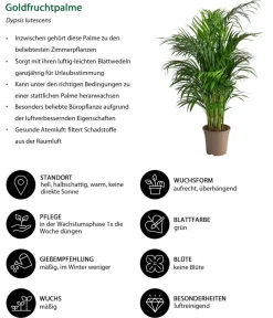 Dehner Zimmerpflanzen-Sets|Grünpflanzen > Zimmerpflanzen-Set er leben, 4-teilig