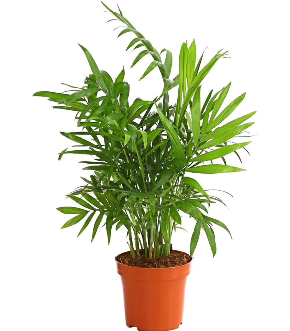 Dehner Drachenbaum & Yucca|Zimmerpflanzen-Sets - Zimmerpflanzen-Set pflanzen, 3-teilig