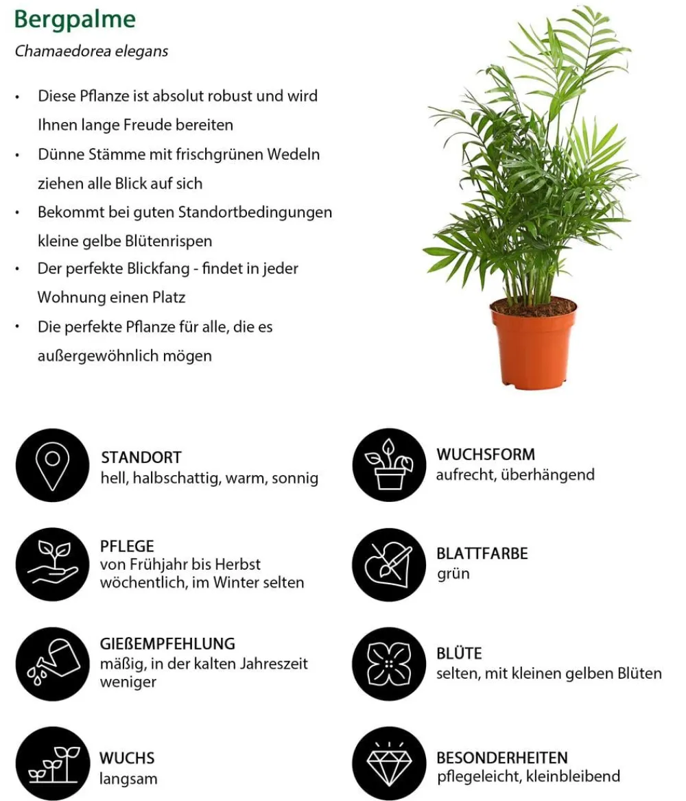 Dehner Drachenbaum & Yucca|Zimmerpflanzen-Sets - Zimmerpflanzen-Set pflanzen, 3-teilig