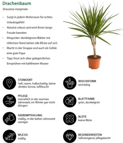 Dehner Drachenbaum & Yucca|Zimmerpflanzen-Sets - Zimmerpflanzen-Set pflanzen, 3-teilig