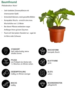 Dehner Zimmerpflanzen-Set Starter, 3-teilig Discount