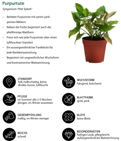 Dehner Zimmerpflanzen-Sets|Grünpflanzen - Zimmerpflanzen-Set Gute Laune, 4-teilig