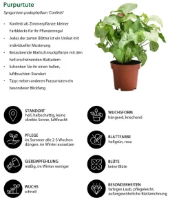 Dehner Zimmerpflanzen-Sets|Grünpflanzen - Zimmerpflanzen-Set Gute Laune, 4-teilig